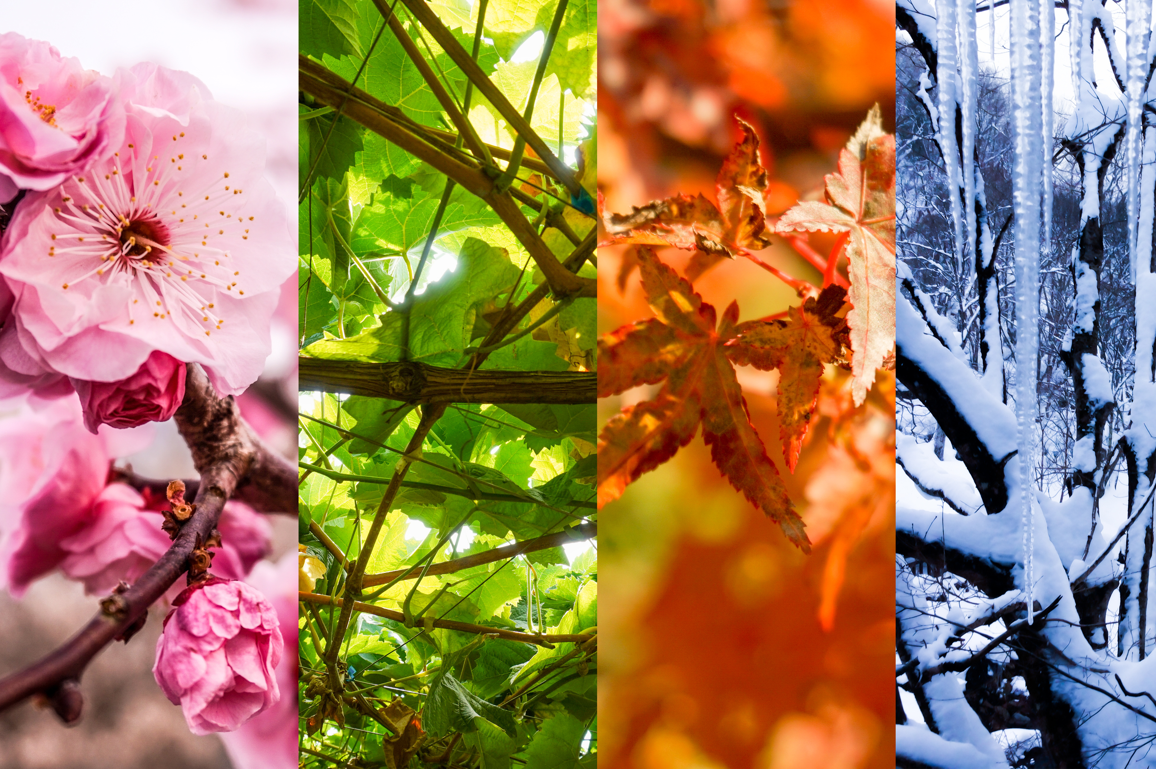 Seasons Changing Too Fast? The Disappearing Spring and Autumn in Japan
